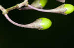 Climbing nightshade